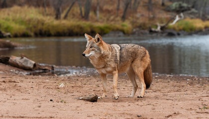 Coyote on Minnesota riverbank