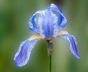 Blue Siberian Iris bloom