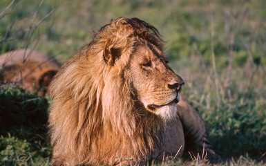 Obraz na płótnie Canvas Close up of African lion head