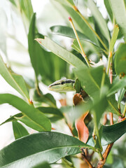 green lizard on the tree