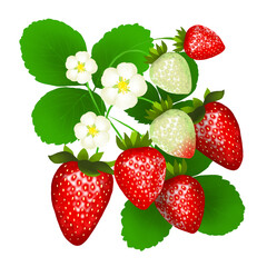 Illustration of strawberry flowers and fruits isolated