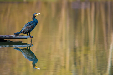 Kormoran (Phalacrocorax carbo)