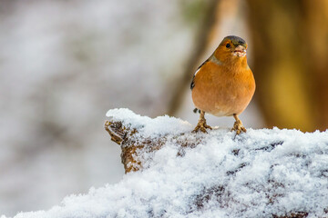 Chaffinch (Fringilla coelebs)