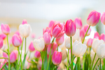 Tulip flowers, shallow selective focus. Spring nature background for web banner and card design