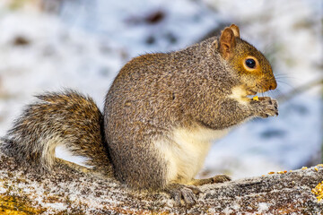 Grey squirrel