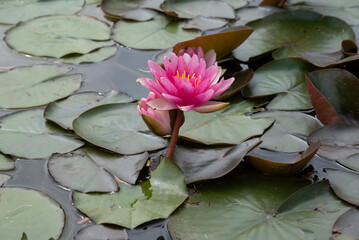 tall lotus flowers in the pond