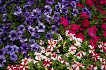 Fototapeta na wymiar flower bed of multicolored petunias
