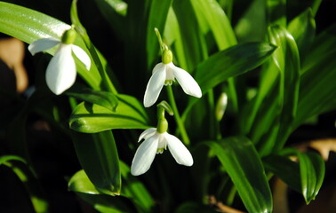 Obraz na płótnie Canvas Close up of white flowers of the green snowdrop or Woronow's snowdrop (Galanthus woronowii)