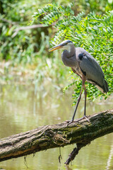 Great Blue Heron walking on a fallen tree.Chesapeake and Ohio Canal National Historical Park.Maryland.USA