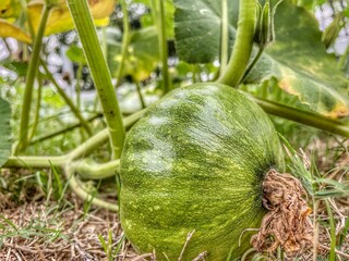 pumpkin in the garden