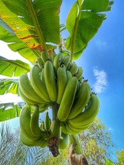bunch of bananas
