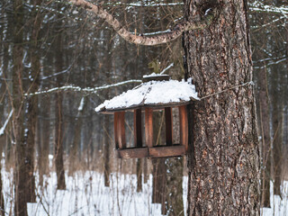 House of a squirrel in a tree in the woods.