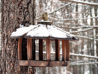 House of a squirrel in a tree in the woods.