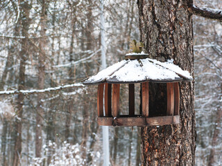 House of a squirrel in a tree in the woods.