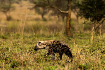Hyena in serengeti