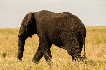 elephant in the savannah