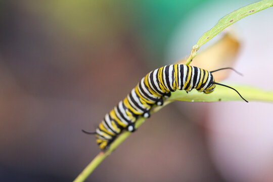 Monarch Caterpillar on Milkweed, Macro Photograph, Environmental, Pollinator, Insects