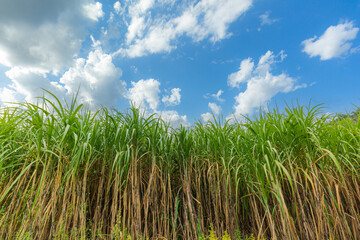 sugarcane farm industry,Agriculture sugarcane field farm with blue sky in sunny day background and copy space, Thailand. Sugar cane plant tree in countryside for food industry or renewable bioenergy 