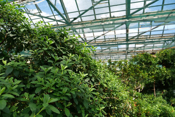 Fototapeta na wymiar Green young plants in hothouse. Ensuring survival of rare plant species
