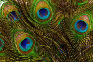 macro peacock feathers,Feathers of tropical peacock bird. Macro, close-up view. Beautiful animals. color accuracy of nature.