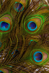 macro peacock feathers,Feathers of tropical peacock bird. Macro, close-up view. Beautiful animals. color accuracy of nature.