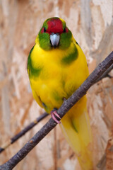 Beautiful parrot with yellow feathers sits on branch and looks at camera