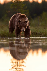 Brown bear with water reflection at sunset