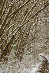 Wanderweg durch einen schneebedeckten Wald im Berliner Naturschutzgebiet 