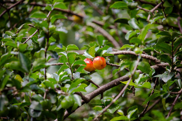 Aceroleira com fruta madura. Acerola. Brasil.
