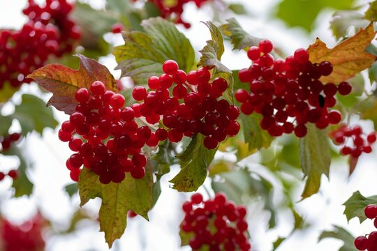 bright red berries and leaves of high bush cranberry viburnum opulus