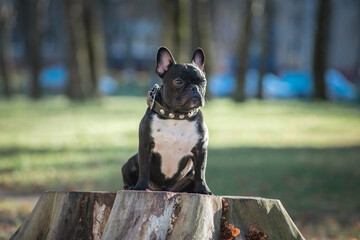 Beautiful thoroughbred french bulldog on a walk in the park in early spring.