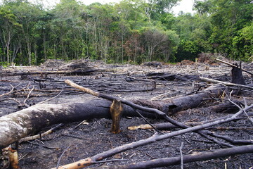 Destroyed tropical Amazon rainforest, Brazil. Image taken on February 14, 2023