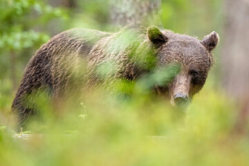 Brown bear glance in forest scenery