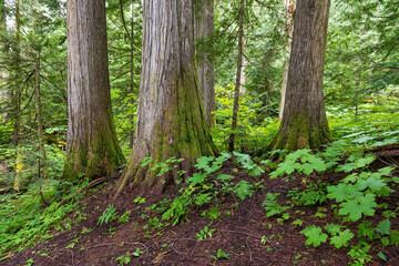 Obraz premium Western red cedars (Thuja plicatain) in Chun T’oh Whudujut Ancient Forest provincial park near Prince George, British Columbia, Canada.