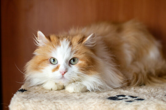 Domestic young fluffy white-red Persian cat lies on a scratching post and looks away