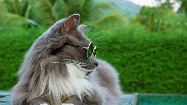 Cinematic shot of cat in sunglasses relaxing by the pool on a sun lounger. Close-up on fluffy gray cat in glasses lying on a sun lounger by the pool. The cat is on vacation. Vacation concept with pet
