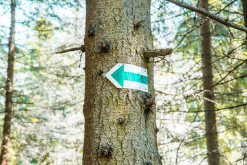 National Park High Tatras, Slovakia, Europe. Hiking path to mountain lake Batizovske pleso and Sliezsky dom (Selesian house). Summer scenery with blue sky, shining sun and protected Tatra flowers.