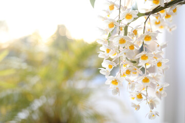 white wild orchid plant flower close up