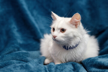 portrait of a white domestic cat on a blue background. Concept of happy adorable cat pets.