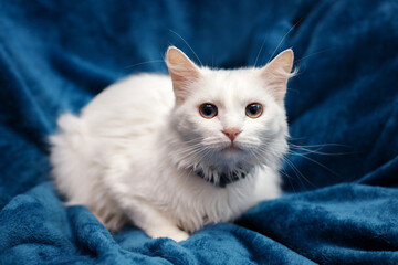 portrait of a white domestic cat on a blue background. Concept of happy adorable cat pets.