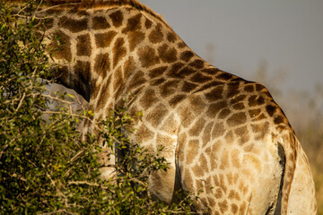 Obraz premium giraffe skin