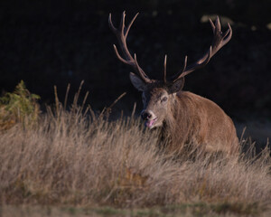 Red deer stag in rutting season, at  Bradgate Park