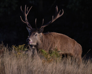 Naklejka na ściany i meble Red deer stag in rutting season, at Bradgate Park