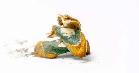 rotten lemon peels dried in mold. On a white background.