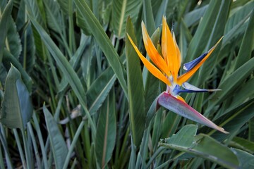 Strelitzia reginae