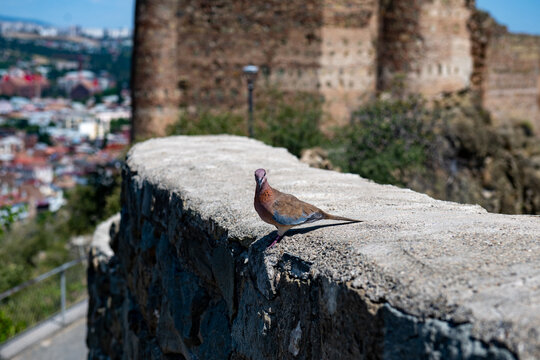 a bird sits on a gray stone against the backdrop of the castle ruins