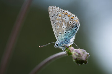 Common Blue butterfly on a flower bud