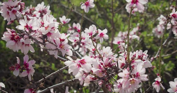 Beautiful pink flowering almond tree in wilderness area. Spring flowers in Teide National Park, Tenerife.