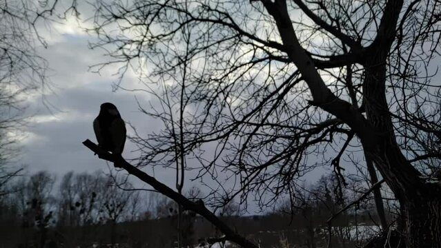 Titmouse bird silhouette lands on branch close-up against trees background in evening in slow motion 240fps