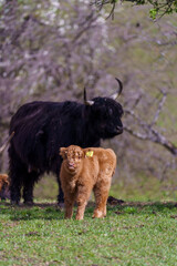 scottish highland cow